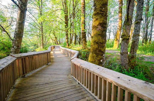 Image of trees and boardwalk near The Center for Esthetic Dentistry.