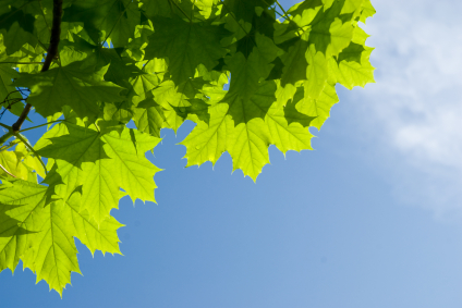 Image of tree leaves near The Center for Esthetic Dentistry.